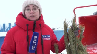 Новогодних красавиц пустили на опилки: о второй жизни елок