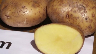 «Надежда Сибири»: тюменские селекционеры вывели новый сорт картофеля для Крайнего Севера