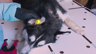 В Губкинском разгуливают собаки с желтой биркой на ухе. Стоит ли бояться таких четвероногих бродяг