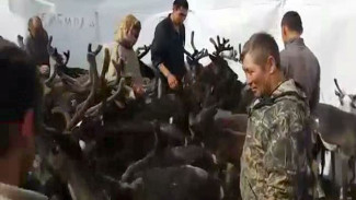 Видео: как проходит вакцинация оленей в Ямальском районе