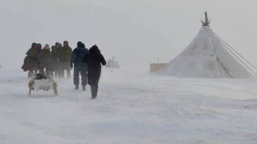 Ветеринары на Ямале подтвердили, что олени в Сеяхинской тундре гибнут из-за погоды