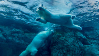 Россия и другие арктические страны утвердили план защиты белого медведя 