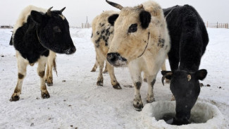Численность морозоустойчивых якутских коров увеличилась на сотни голов 