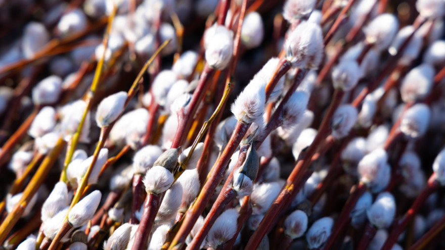 Вербное воскресенье: как хранить веточки, чтобы они принесли счастье и удачу