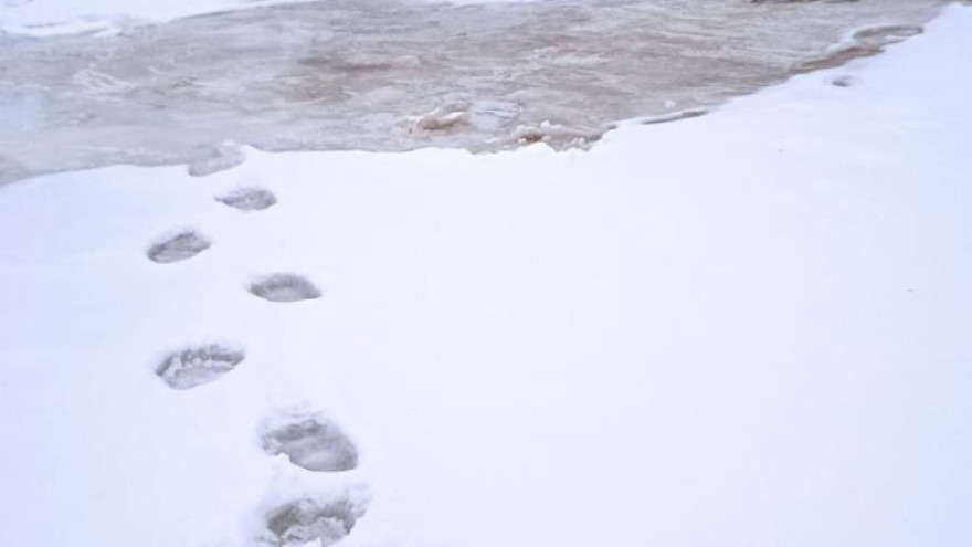 Жителей Шурышкарского района предупредили о выходе хищников из спячки