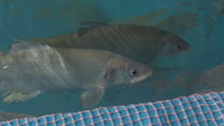 УЗИ для рыбы: тюменские ученые исследуют здоровье ямальского муксуна