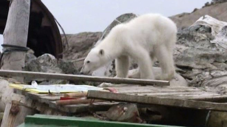 На Новой Земле снесли заброшенные дома времен Советского Союза, которые оккупировали новоселы - белые медведи