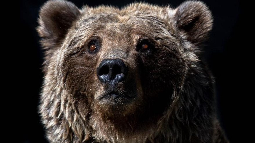 В Шурышкарском районе к людям наведался медведь – следы хищника замечены на лыжной трассе