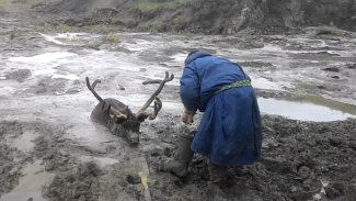 В сети появилось видео спасения ямальского оленя, застрявшего в трясине