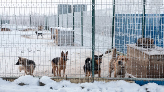 Проблему бездомных животных на Ямале помогут решить депутаты
