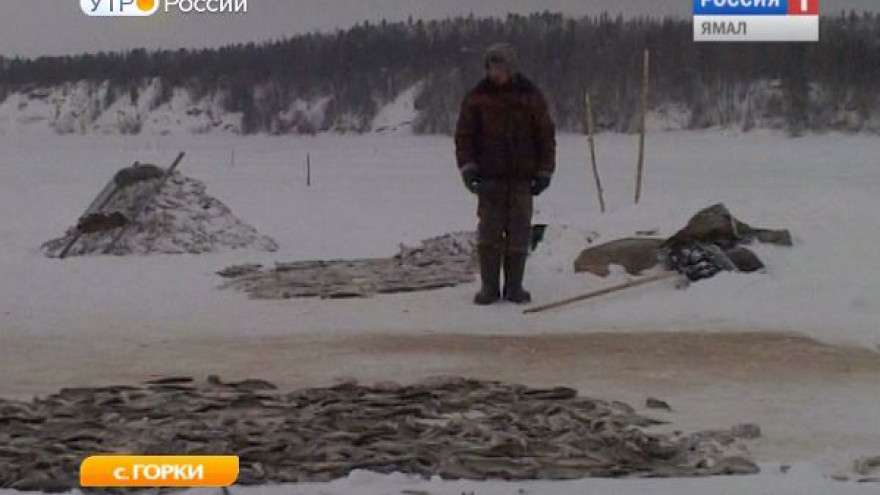 Горковские рыбаки первыми на Ямале начнут летнюю путину
