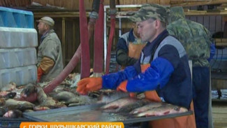 Горковский рыбозавод: в этом году вылов идет с опережением графика