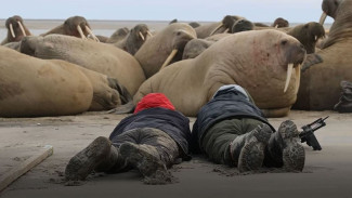 Атлантические моржи вернулись на мыс Тиутей-Сале