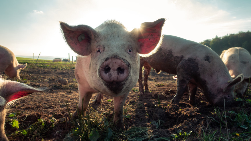 В Магадане сожгут более 300 свиней из-за вспышки африканской чумы