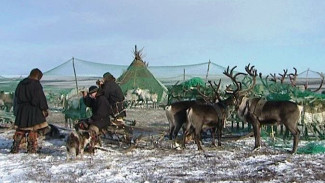 Ямальским кочевникам выделят гранты на развитие изгородного оленеводства