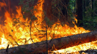 На Ямале произошёл первый лесной пожар