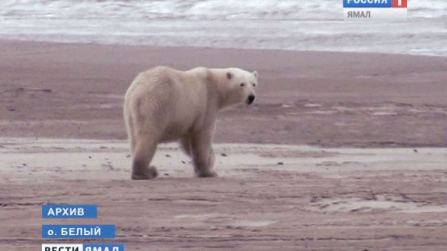 На белых медведиц острова Белый хотели надеть спутниковые ошейники