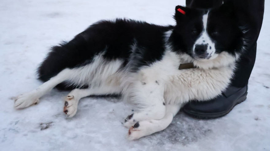 Забота о бездомных собаках: на Ямале стартует акция «Мой пёс»