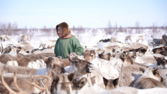 Ямальские олени получили спутниковые ошейники