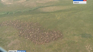 На Ямале вакцинируют все поголовье оленей, а также составят электронную карту скотомогильников