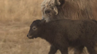 Тибетские яки на Ямале дали первое потомство