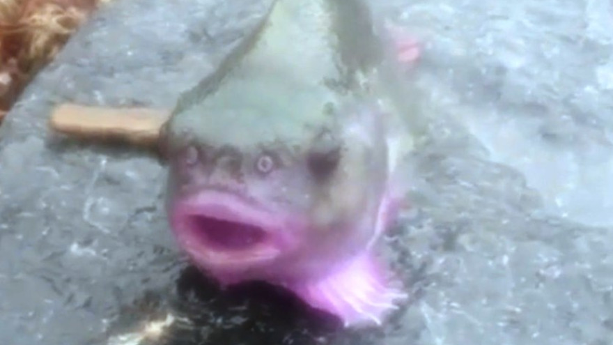 В Арктике выловили необычную гламурную рыбу с яркими губами