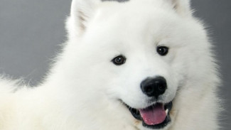 Красавица именниница: в Новоуренгойском мини-зоопарке отпраздновали День рождения собаки Холли