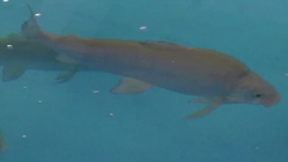 На Собском рыбоводном заводе готовят к выпуску 14 миллионов мальков сиговых