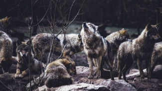 В Республике Саха волки всё ближе подбираются к людям