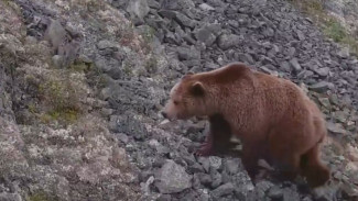 На побережье Магаданской области медведи не залегли в спячку — ждут снег