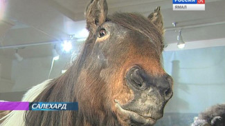 Лошадь по имени Стерх. Новый экспонат в музее Шемановского