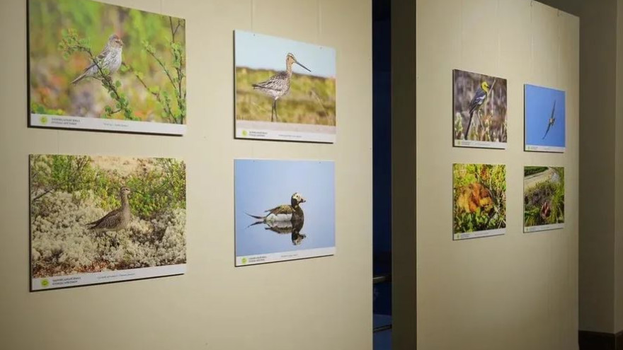 В Салехарде открылась фотовыставка «Заповедный Ямал. Птицы Арктики»