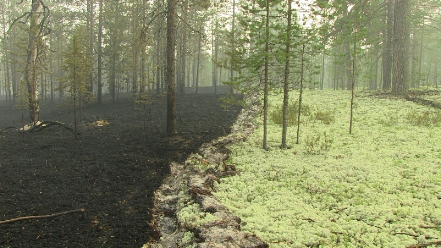 На Ямале ликвидированы все лесные пожары
