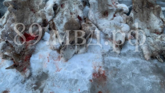 2 жителя Ямала попали под «уголовку» за незаконную охоту на оленей