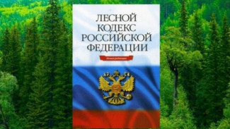 Ямал примет участие в подготовке нового Лесного кодекса РФ