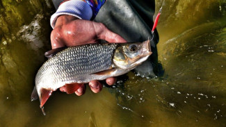 Ценные виды рыб - под охраной ОМОНа: бойцы Росгвардии вышли на реки Ямала