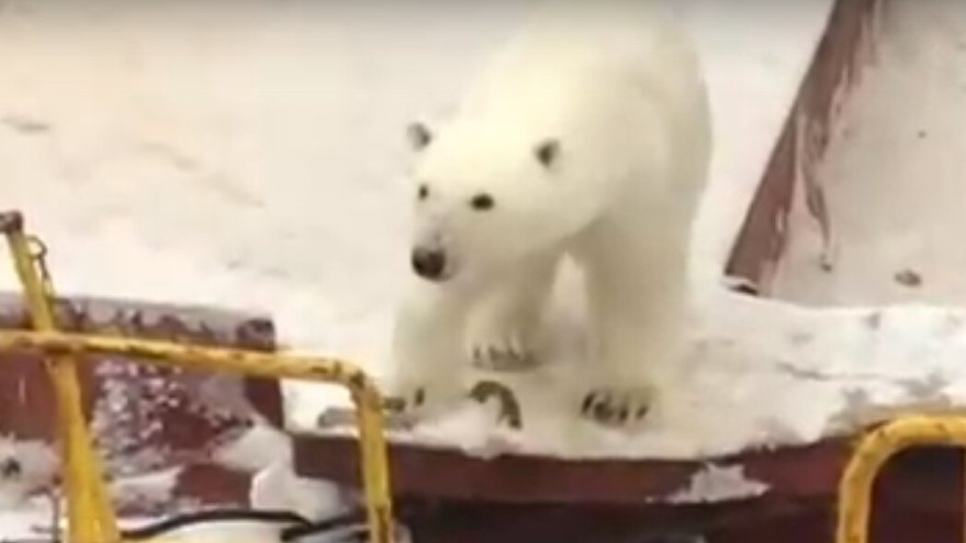 ВИДЕО: белый медведь забрался на судно и решил понежиться в снегу