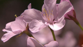 Аромат весны: во Владивостоке начался сезон цветения растений