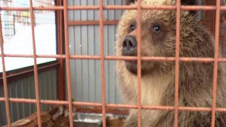 «До свидания, наш ласковый Миша»: спасенная на Камчатке медведица Маша переехала в Калугу