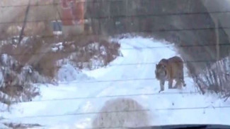 Полосатые наступают: в Хабаровском крае по улицам гуляют тигры