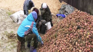 Более двадцати пяти тонн картошки: агрофирма «Толькинская» приступила к уборке урожая