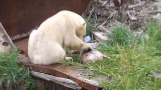 У акватории Анадырского лимана заметили белых медведей. Всему виной – выброшенная рыба 