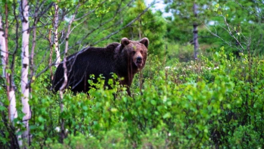 В Новом Уренгое отчаянный фотограф «нос к носу» столкнулась с медведем (ФОТО)