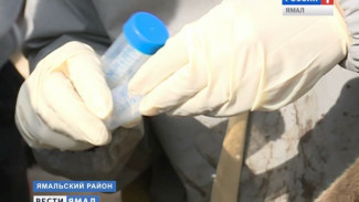 Прививка от сибирской язвы, отмененная на Ямале в 2007 году, снова вернется