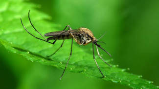 Комаров в Коми станет больше