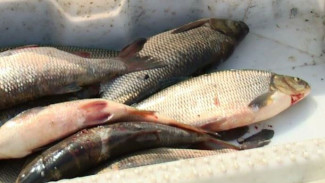 За месяц рыбаки «Святогора» добыли более 60 тонн рыбы