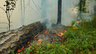 Горит почти 2 тыс. гектаров леса: сводка по пожарам на территории Ямала