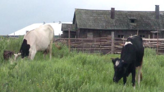 «Агростартап» на развитие своего хозяйства: в Ненецком округе продолжается прием заявок на конкурс