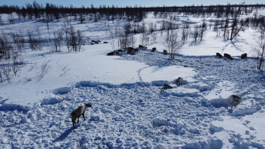 Еда под снегом: на Ямале изучают влияние погоды на состояние кормовой базы для оленей