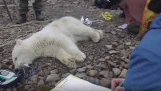 Белые медведи Арктики вынужденно переходят на вегетарианскую пищу